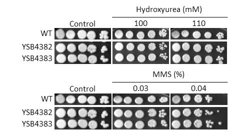 Genotoxic stress phenotype