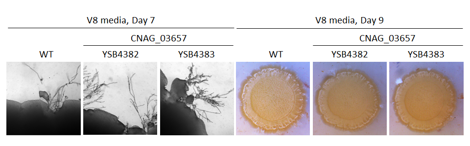 Mating phenotype