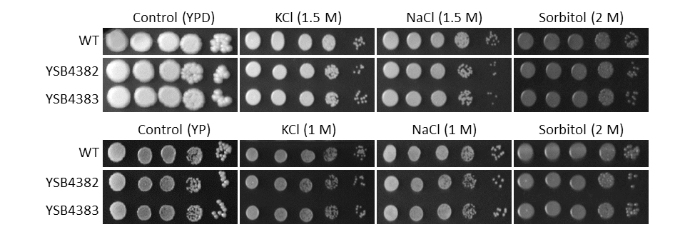 Osmotic stress phenotype