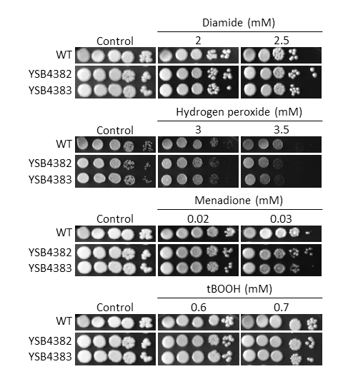 Oxidative stress phenotype