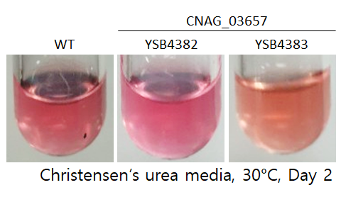 Urease phenotype