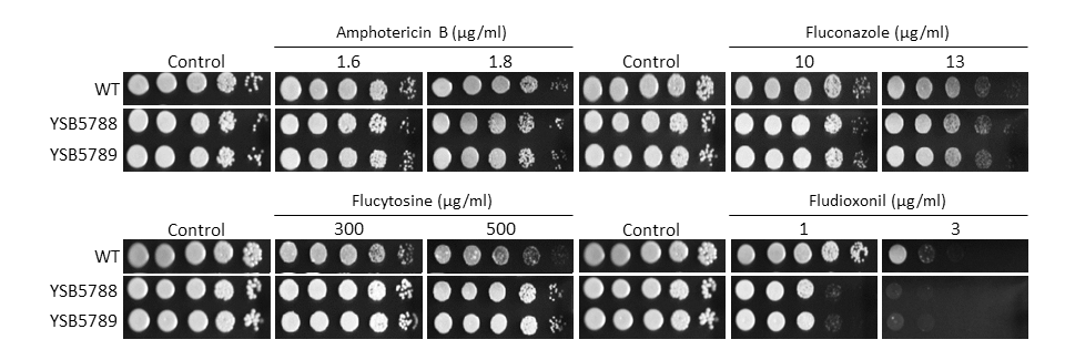 Antifungal drug susceptibility