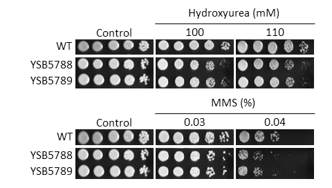 Genotoxic stress phenotype