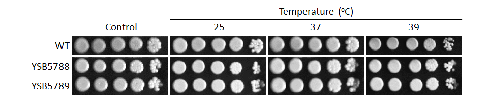 Growth phenotype