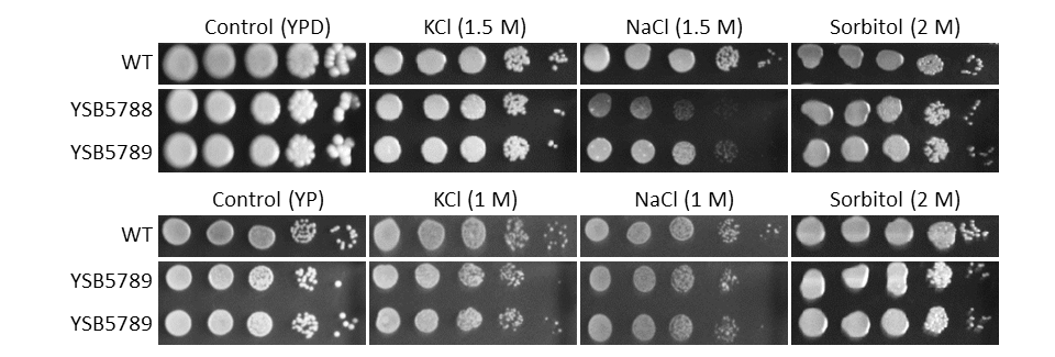 Osmotic stress phenotype