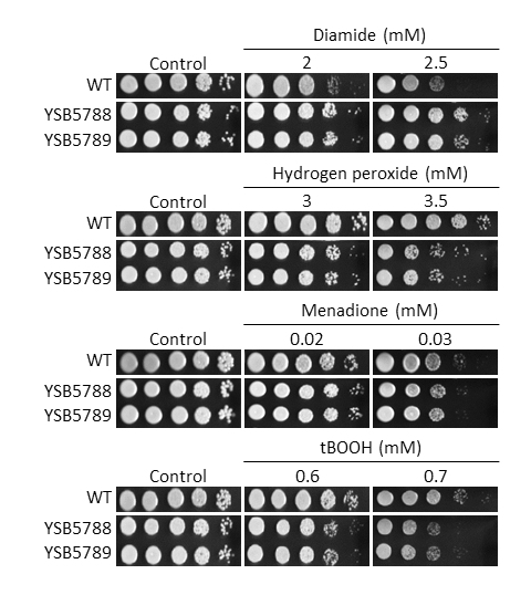 Oxidative stress phenotype