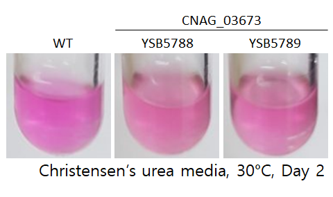 Urease phenotype