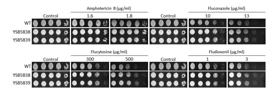 Antifungal drug susceptibility