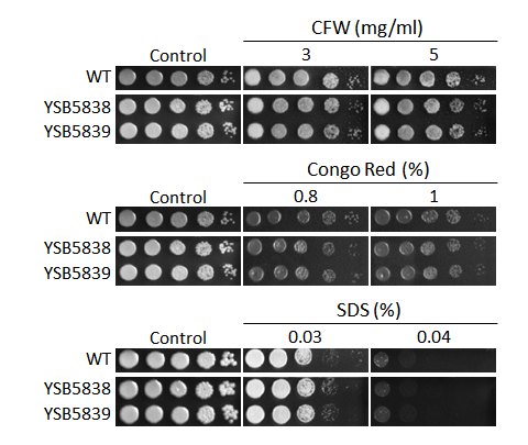Cell wall stress phenotype