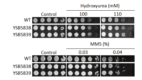 Genotoxic stress phenotype