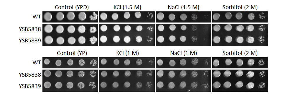Osmotic stress phenotype