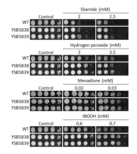 Oxidative stress phenotype