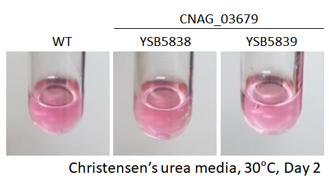 Urease phenotype