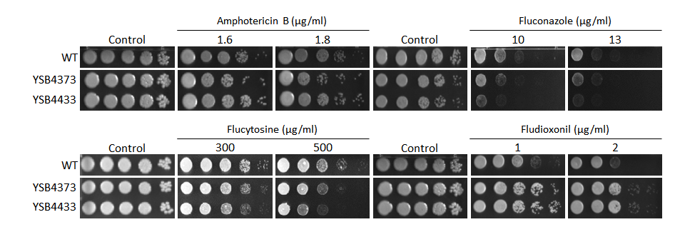 Antifungal drug susceptibility