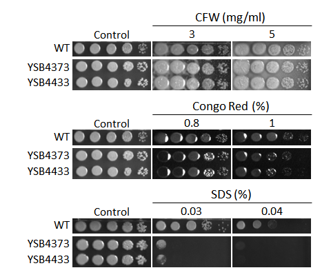 Cell wall stress phenotype
