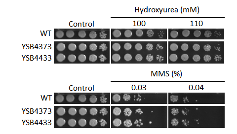 Genotoxic stress phenotype