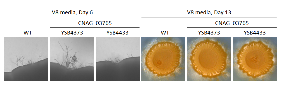 Mating phenotype