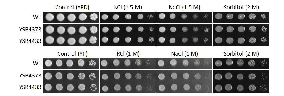 Osmotic stress phenotype