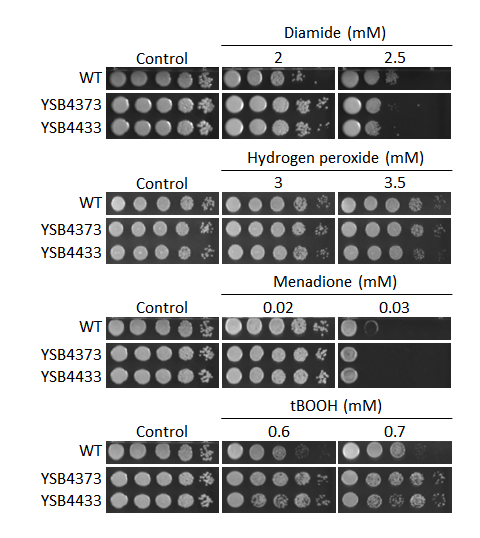 Oxidative stress phenotype