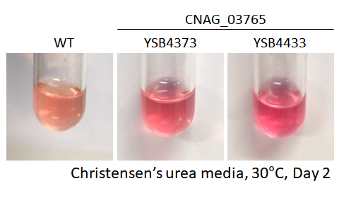 Urease phenotype