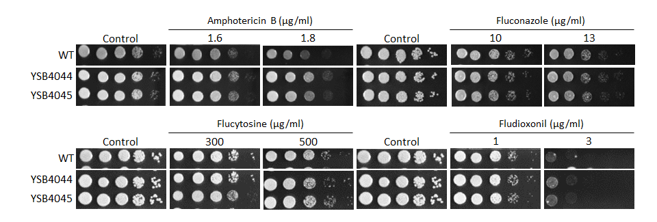 Antifungal drug susceptibility