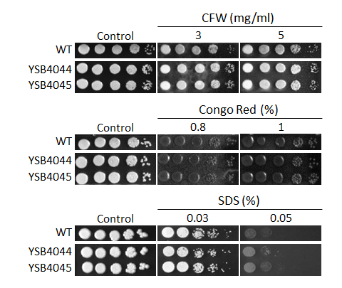 Cell wall stress phenotype