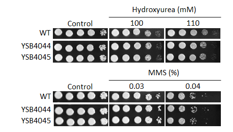 Genotoxic stress phenotype