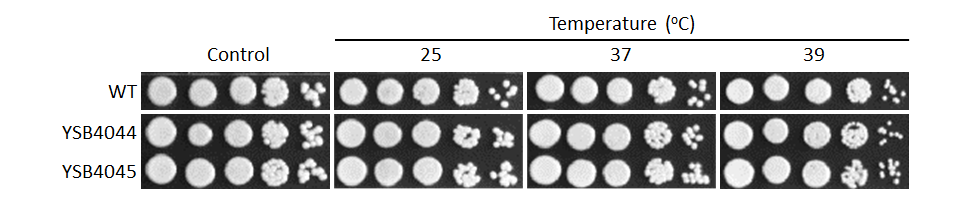 Growth phenotype