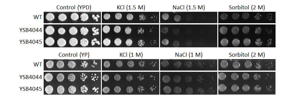Osmotic stress phenotype