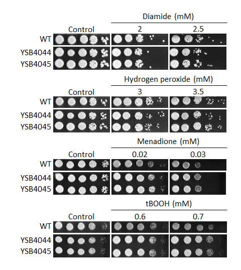 Oxidative stress phenotype