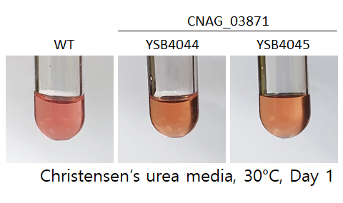 Urease phenotype