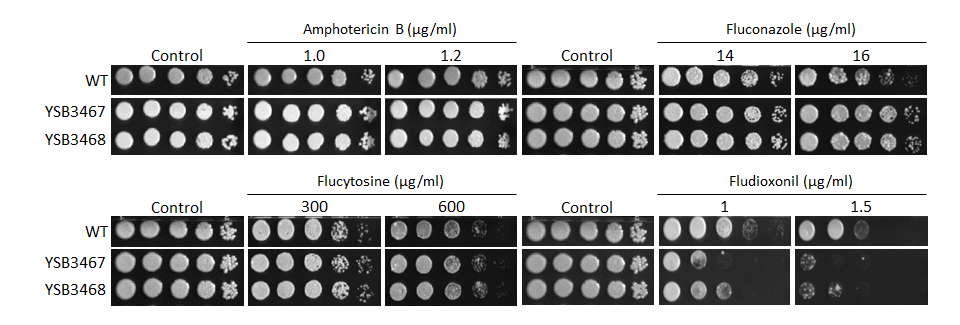 Antifungal drug susceptibility