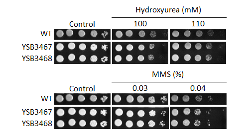 Genotoxic stress phenotype