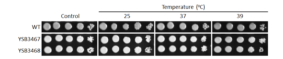 Growth phenotype