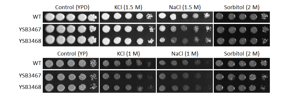 Osmotic stress phenotype