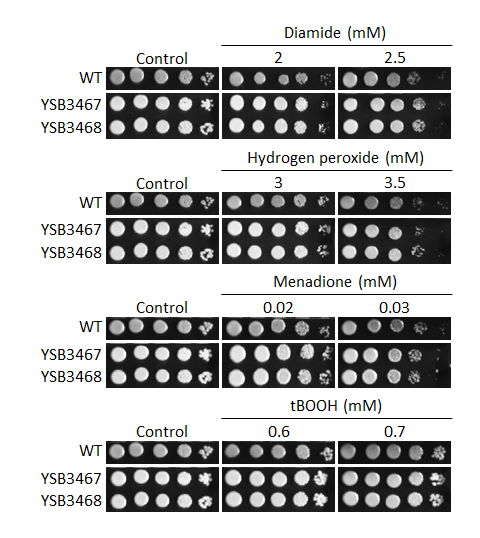 Oxidative stress phenotype