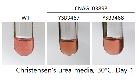 Urease phenotype