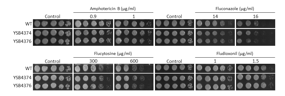 Antifungal drug susceptibility
