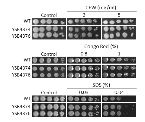 Cell wall stress phenotype