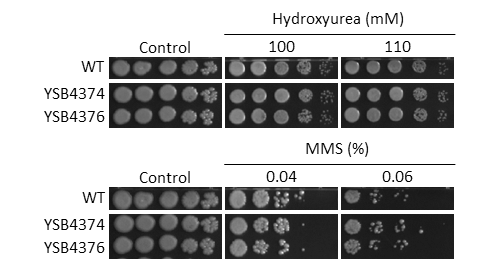 Genotoxic stress phenotype