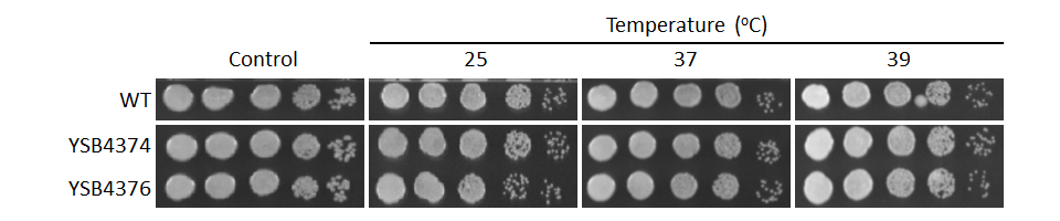 Growth phenotype