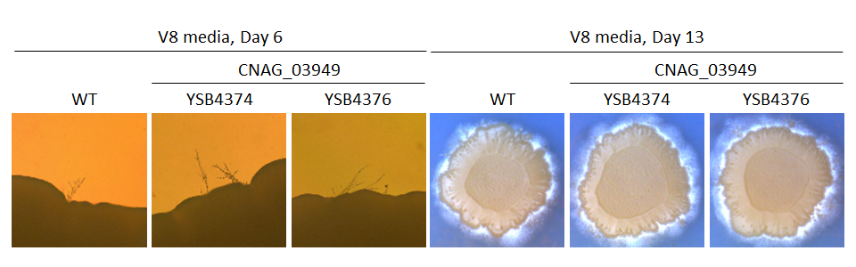 Mating phenotype