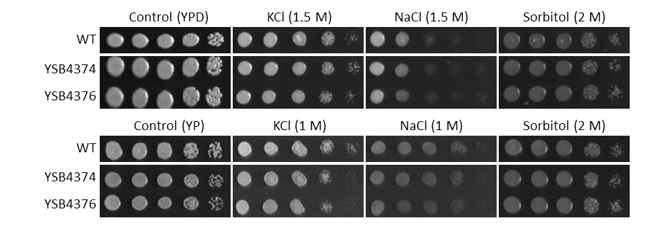 Osmotic stress phenotype