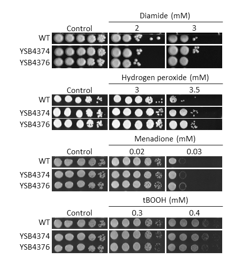 Oxidative stress phenotype