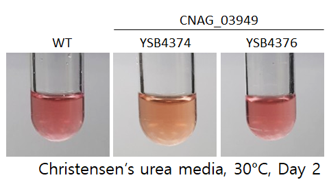 Urease phenotype