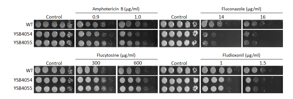 Antifungal drug susceptibility