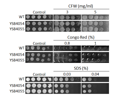 Cell wall stress phenotype