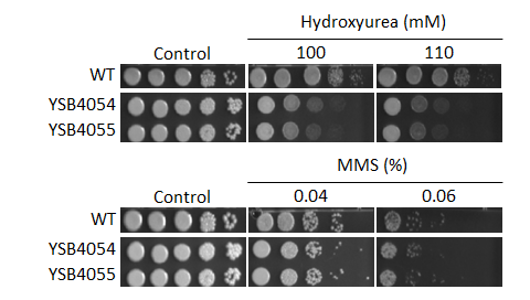 Genotoxic stress phenotype