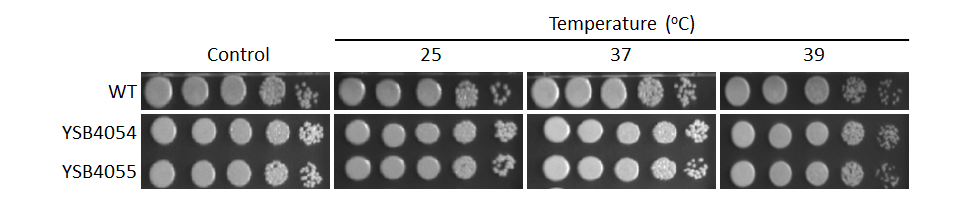 Growth phenotype