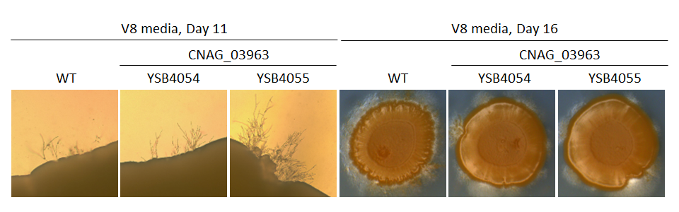 Mating phenotype